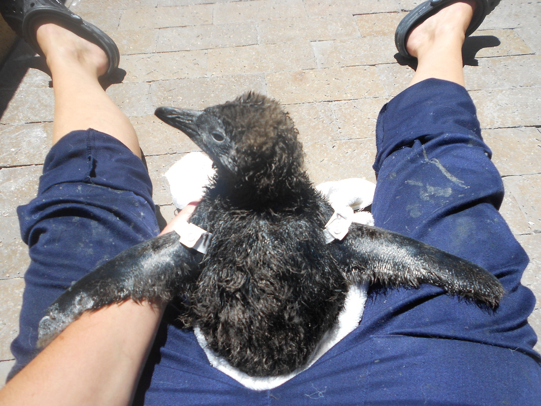 Penguino rescue - Blog